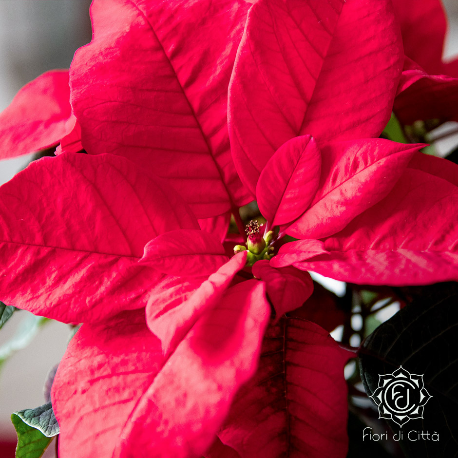Stella di Natale Fiori di città Come prenderti cura della Stella di