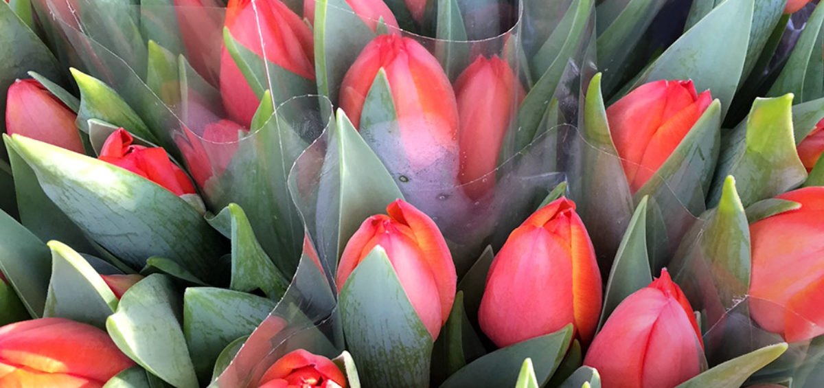 I tulipani, fiori recisi o bulbi: in entrambi i casi, sono un anticipo di primavera